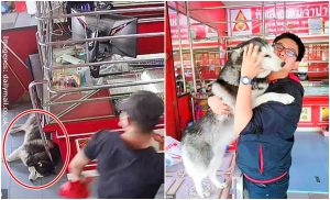 Fingió atraco para probar a su perro y su reacción generó risas