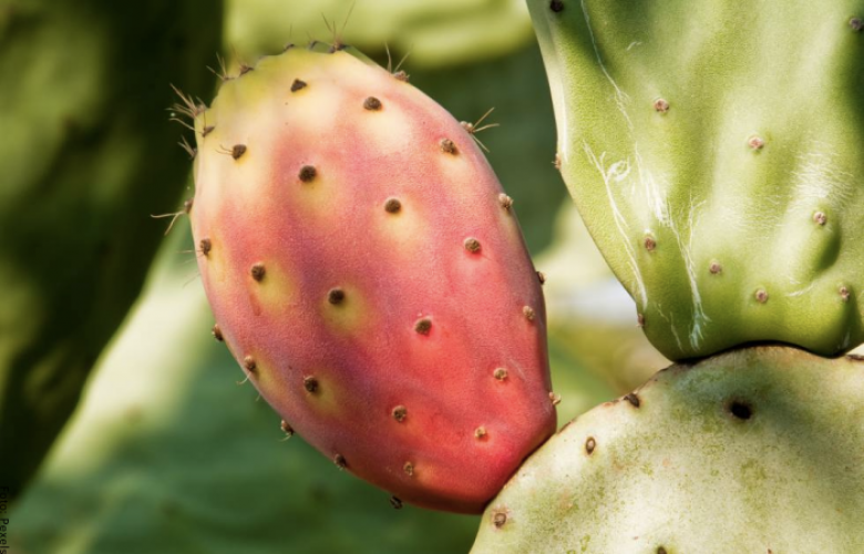 Fruto del cactus, ¡aprovecha todas sus propiedades! Vibra