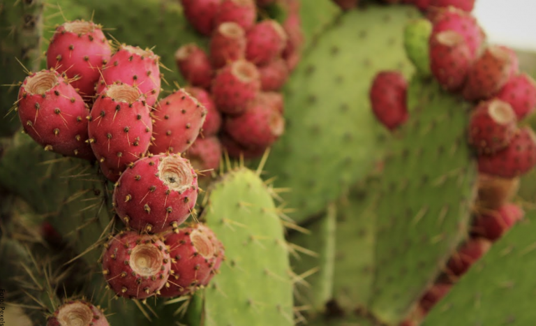 Fruto Del Cactus Aprovecha Todas Sus Propiedades Vibra