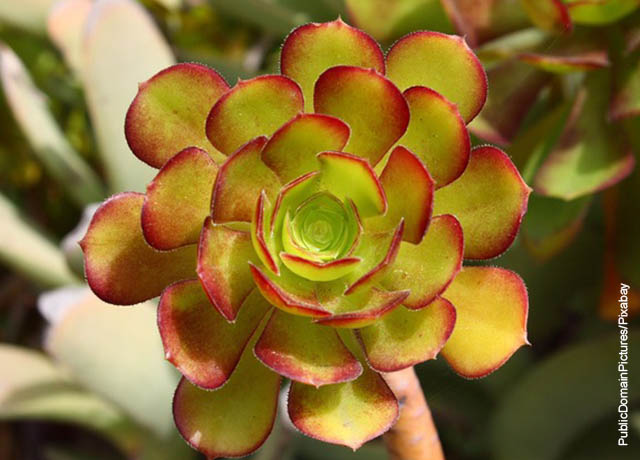 Foto de una planta suculenta amarilla con rojo