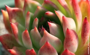 Foto de iuna planta carnosa que muestra los nombres de suculentas