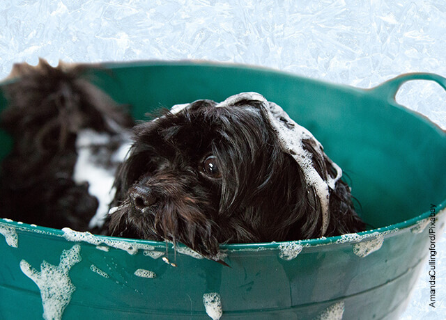 Foto de un perro negro metido dentro de un balde