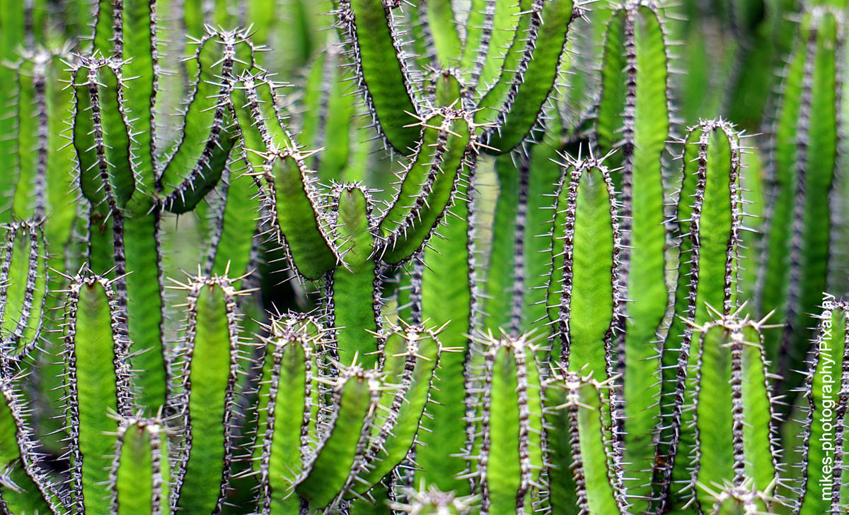 Foto de muchas plantas que ilustran qué adaptaciones tienen los cactus