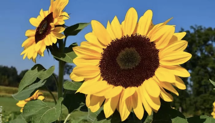 Foto de varios girasoles