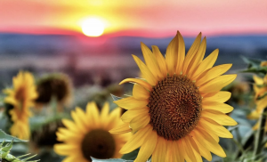 Significado de los girasoles, ¡historia de una hermosa flor!