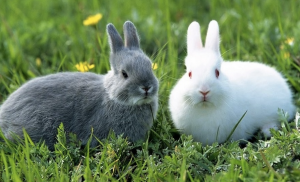 Soñar con conejos, ¡amor y familia a la vista!