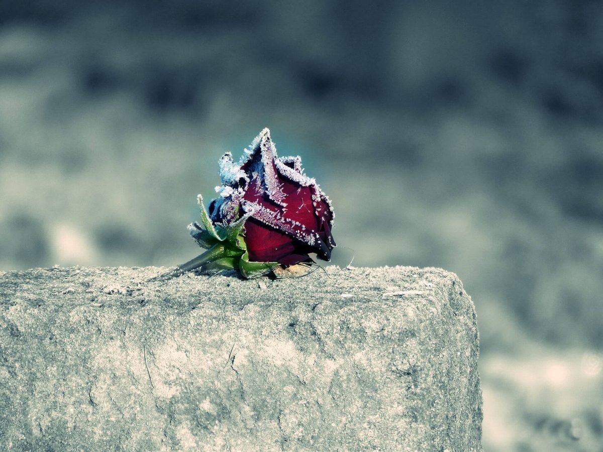 Foto de una rosa congelada sobre una piedra