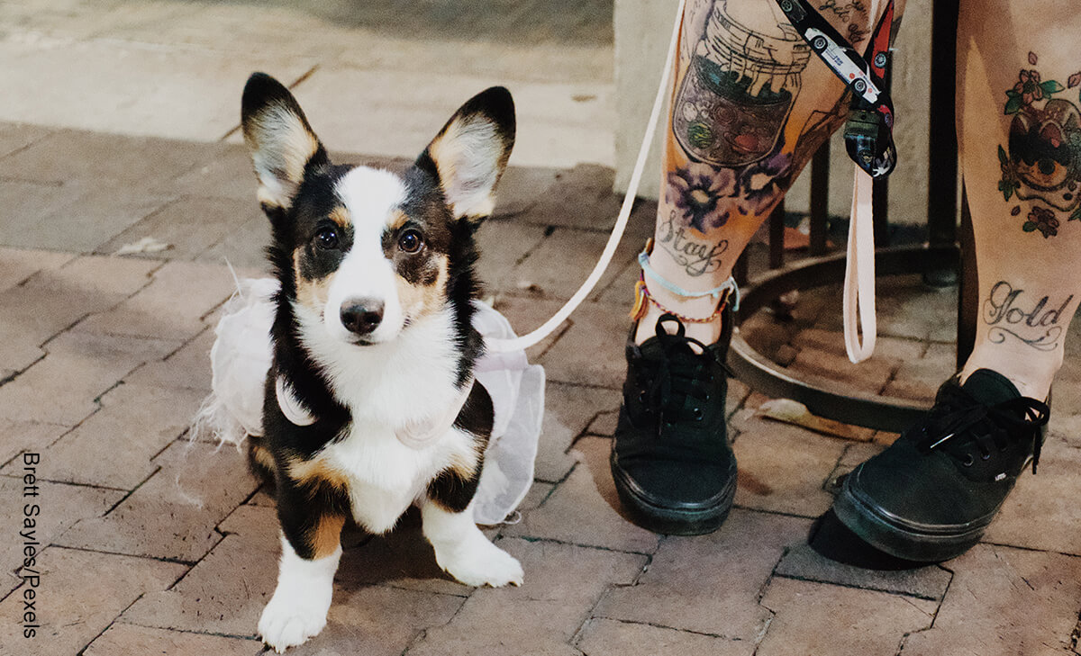 Foto de un perro sentado junto a su dueño que ilustra un tatuaje de perro