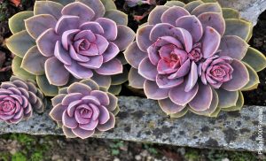 Foto de una planta morada que ilustra los tipos de suculentas