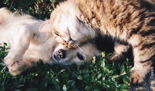 foto de un gato y un perro jugando