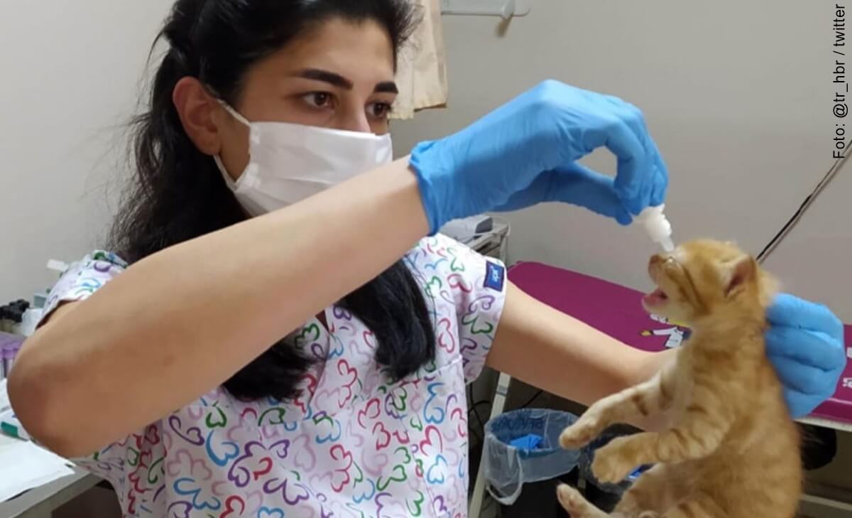 Gata lleva a sus crías de urgencia a una clínica y logra que los salven