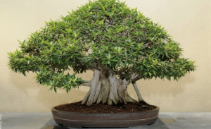 Bonsái ficus: cuidados que debes tener en cuenta