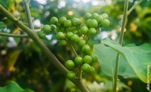 Foto de una planta de guisantes que muestra cómo cultivar arvejas