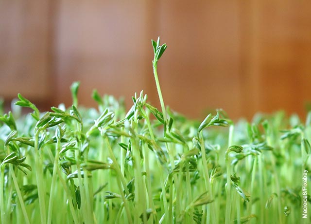 Foto de una planta de legumbres en un jardín