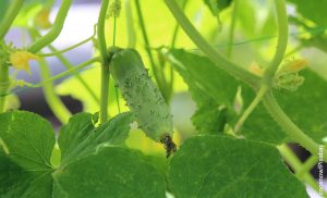 Foto de una planta que muestra cómo cultivar pepino
