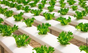 Foto de plantas que muestran cómo hacer un cultivo hidropónico