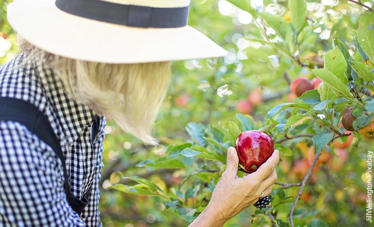 Foto de una mujer recogiendo manzanas que muestra c´pmo hacer un huerto de casa