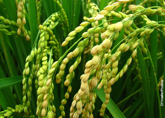 Foto de una planta de granos