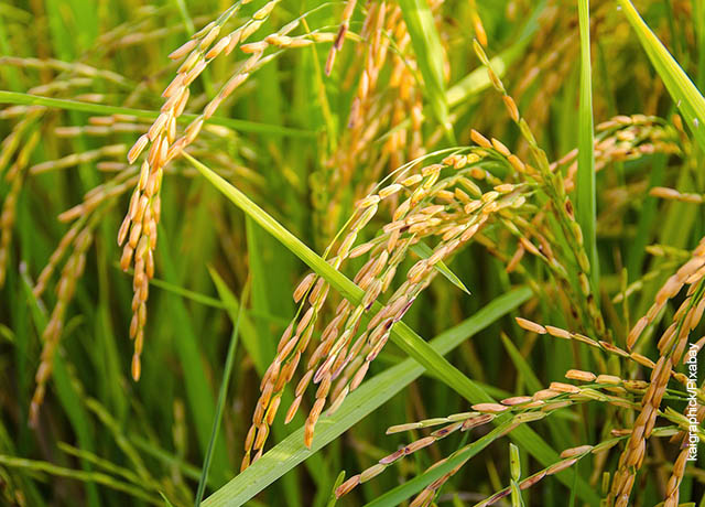 Foto de una plantación de arroz