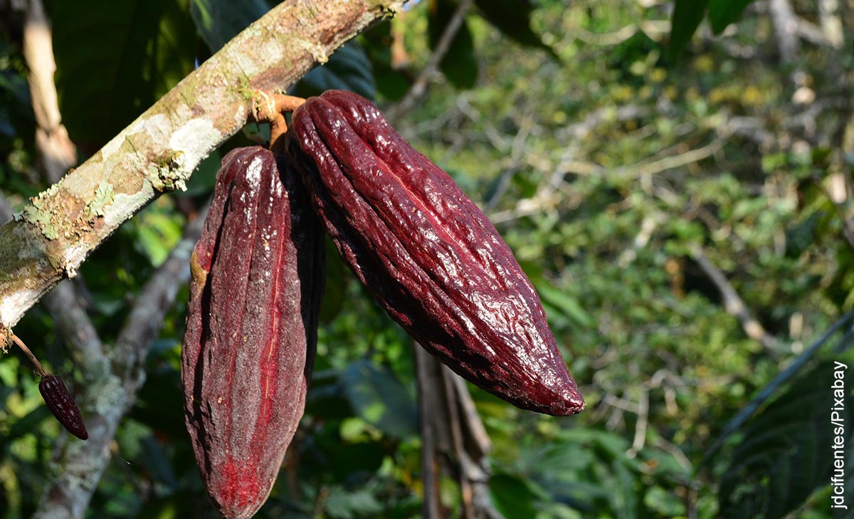 Foto de una rama de un árbol de cacao