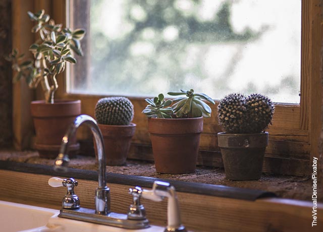 Foto de tres macetas con cactus sobre un lavaplatos