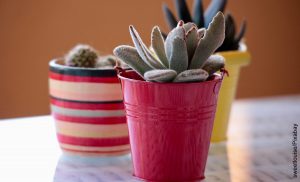 Foto de dos plantas que muestran cómo sembrar cactus