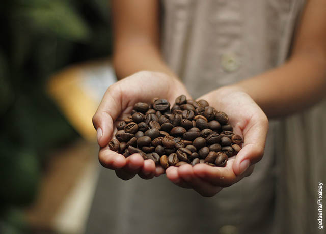 Foto de una mujer sosteniendo unas semillas que ilustra cómo sembrar café
