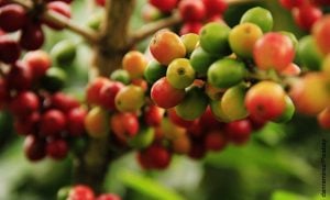 Foto de granos de café en una mata