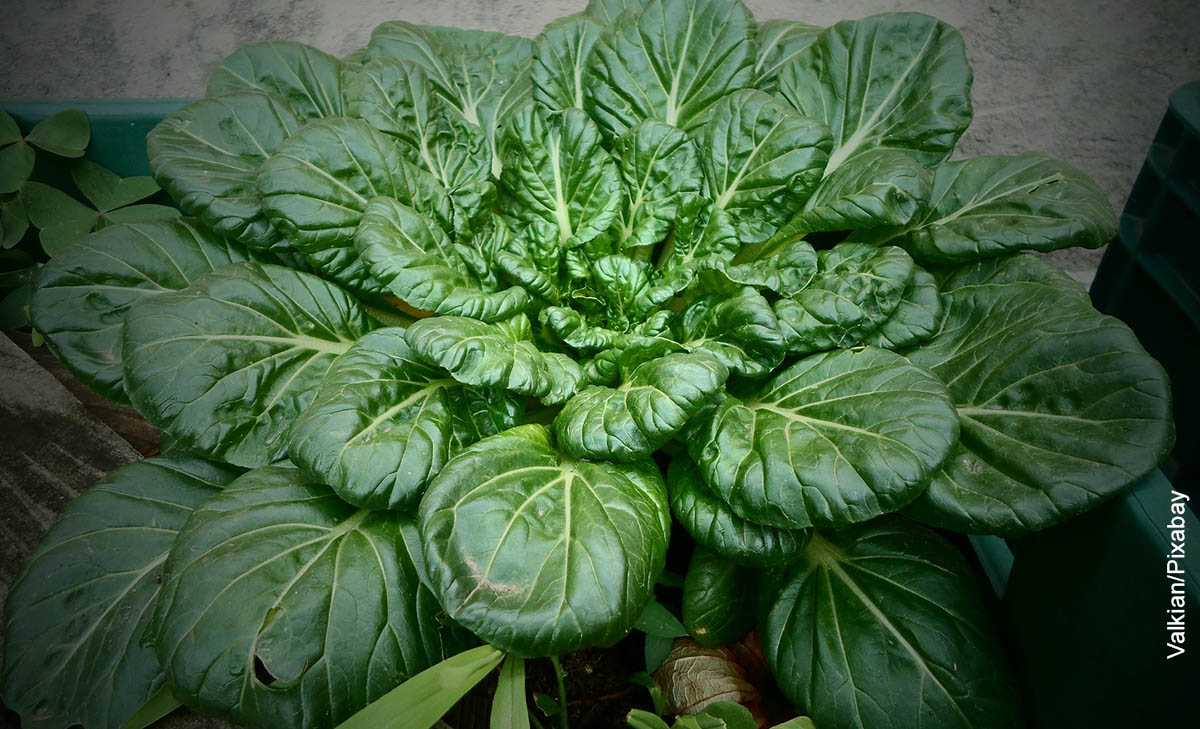 Foto de una maceta con hortalizas que muestra cómo sembrar espinaca