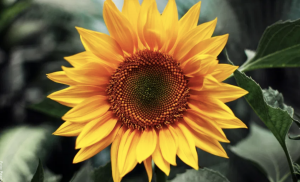 Cómo sembrar girasoles en maceta, ¡fácil y rápido!