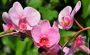 Foto de plantas rosadas que muestra cómo sembrar orquídeas