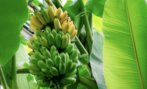 Cómo sembrar plátano en casa, ¡es fácil!