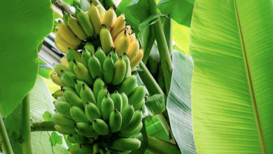 Cómo sembrar plátano en casa, ¡es fácil!