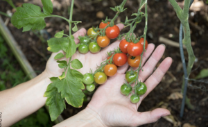 Cómo sembrar tomate cherry de la manera correcta
