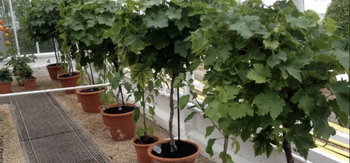 Foto de plantas de uvas