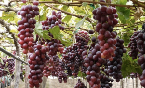 ¿Cómo sembrar uvas en tu propia casa?