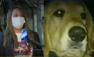 Mujer dejó su trabajo en Chile para buscar a su perro en Colombia