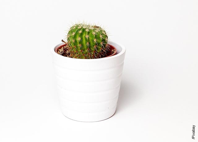 Foto de un pequeño cactus en una maceta blanca