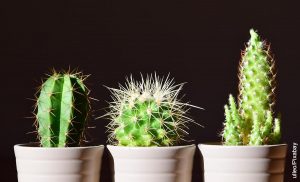 Foto de tres plantas suculentas que ilustran los nombres de cactus