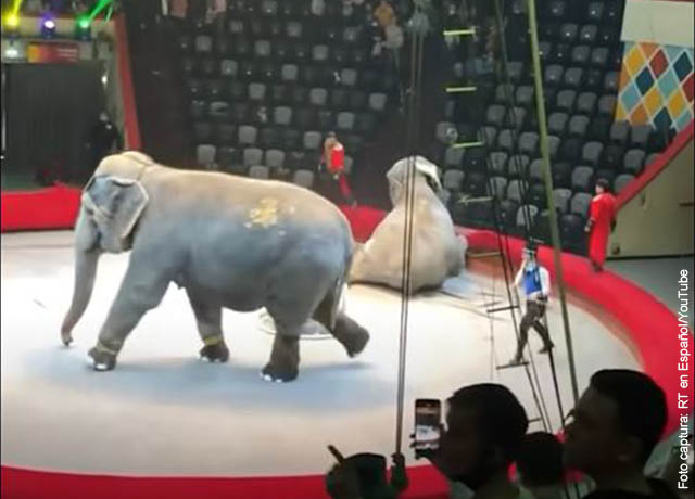 Pelea de elefantes en un circo generó el pánico entre los asistentes