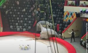 Pelea de elefantes en un circo generó el pánico entre los asistentes