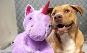 Perrito callejero intentó robar 5 veces el mismo peluche