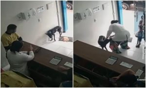 Perrito callejero con la pata herida pidió ayuda en una veterinaria