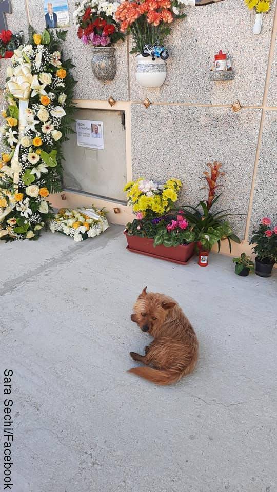 Foto de perro en un cementerio