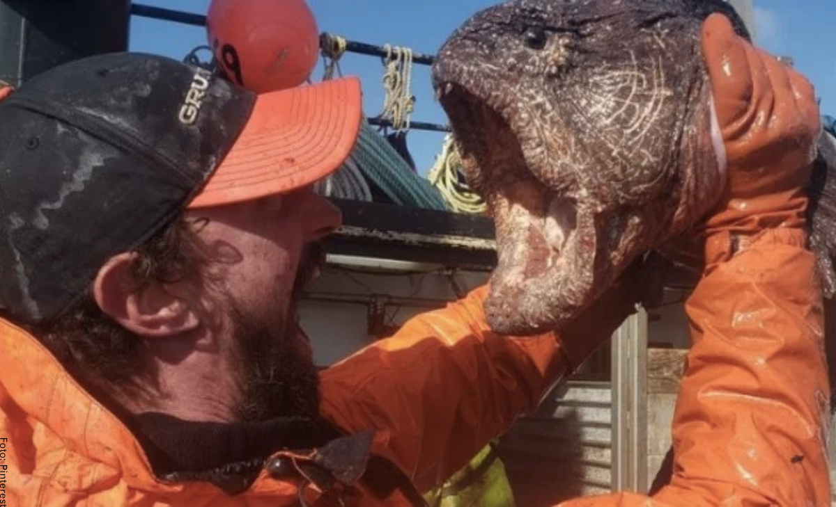 Pescador encontró una anguila lobo y dijo que era "un monstruo"