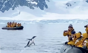 Pingüino escapó del peligro al subirse a un bote con turistas