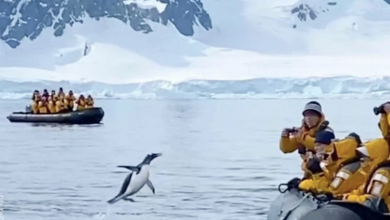 Pingüino escapó del peligro al subirse a un bote con turistas