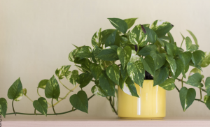 Poto: cuidados que necesita esta planta
