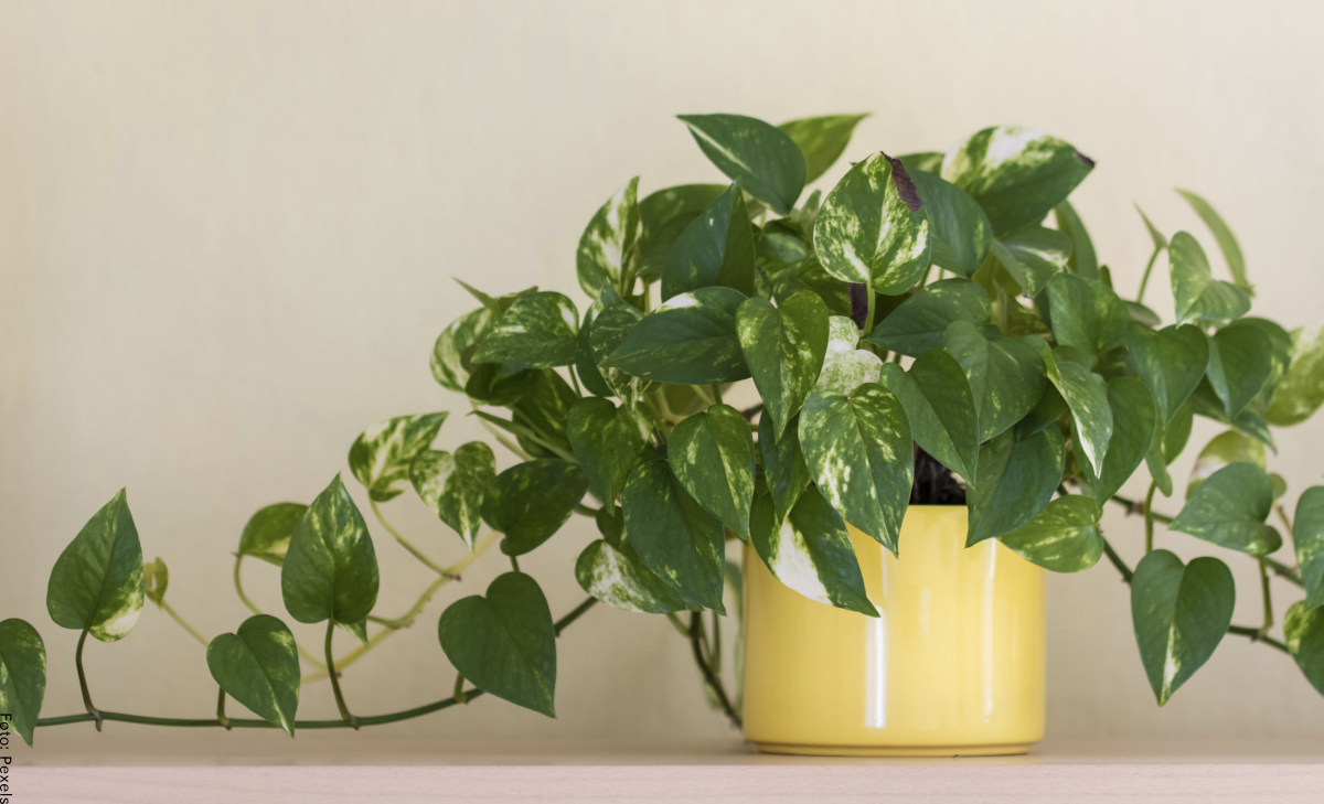 Plantas que puedes tener en casa sin miedo a que se te mueran