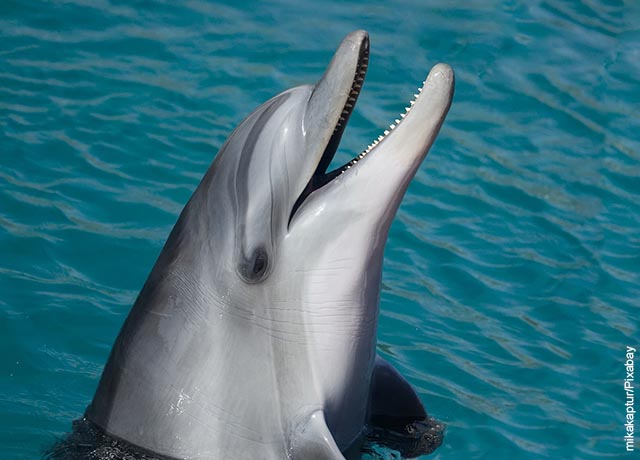 Foto de un animal acuático que ilustra lo que es soñar con delfines